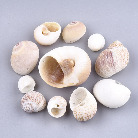 Conch Shell Pendants SSHEL-Q308-01-1