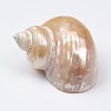 Hermit Crab Shells SSHEL-WH0001-15C-1