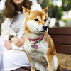 32Pcs 4 Colors Transparent Blank Acrylic Pet Dog ID Tag PALLOY-AB00045-7