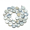 Natural Shell Beads Strands PBB251Y-3-2