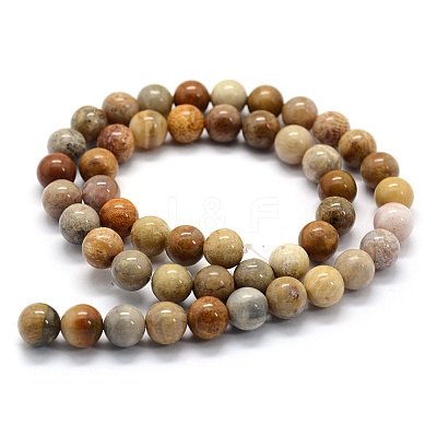 Natural Fossil Coral Beads Strands G-G763-12-14mm-1
