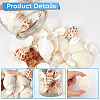 Natural Spiral Shell DIY Decorative Craft Material SHEL-SP0001-02-5