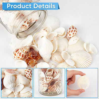 Natural Spiral Shell DIY Decorative Craft Material SHEL-SP0001-02-1
