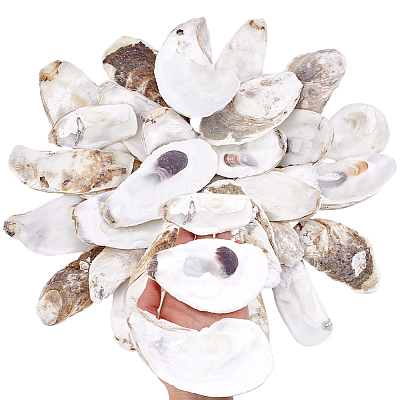 30Pcs 3 Styles Oyster Shell DIY-PH0029-34-1