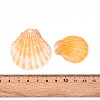 Natural Scallop Shell Beads SSHEL-N040-04-3