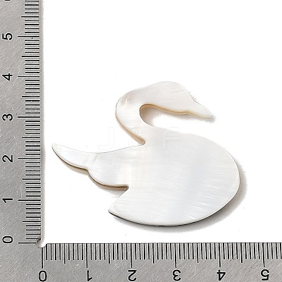 Natural Freshwater Shell & Paua Shell & White Shell Cabochons SHEL-C009-02-1