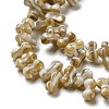 Natural Freshwater Shell Beads Strands SHEL-C005-03-3