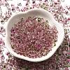 Transparent Baking Paint Glass Seed Beads SEED-P006-02B-12-2