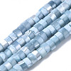 Natural Trochus Shell Beads Strands X-SHEL-S278-027I-1