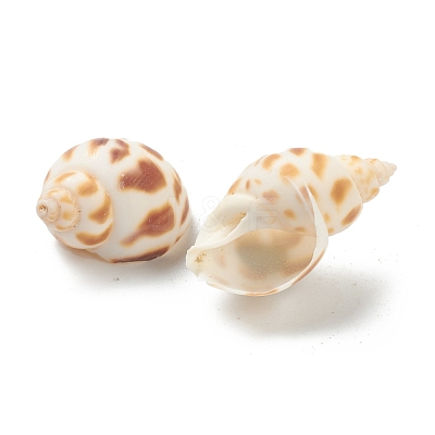 Natural Spiral Shell Beads BSHE-H015-05-1