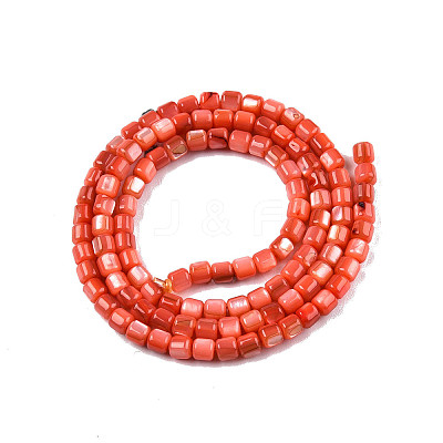 Natural Freshwater Shell Beads Strands X-SHEL-N003-33-A06-1