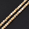 Natural Trochid Shell/Trochus Shell Beads Strands SSHEL-S266-023B-07-2